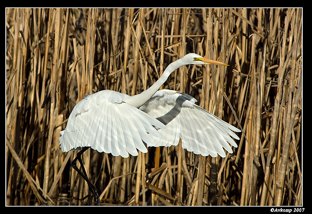 great egret 375