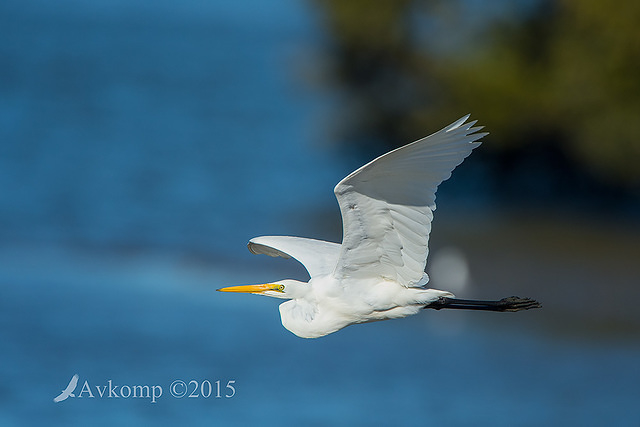 great egret 4550 001