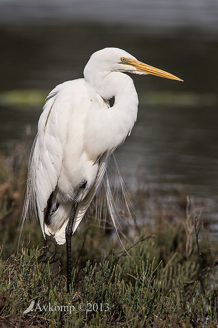 great egret 6182