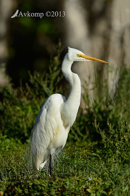 great egret 6631