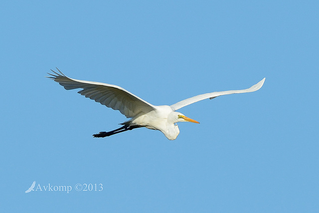 great egret 6777