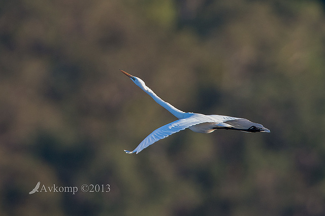 great egret 7986