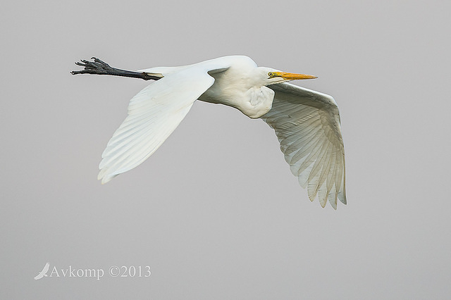 great egret 8816