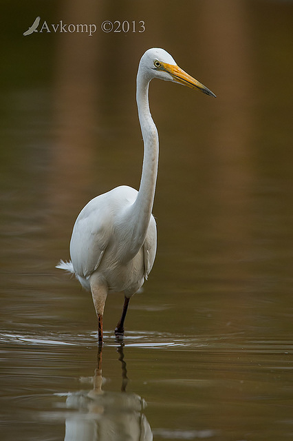 great egret 9640