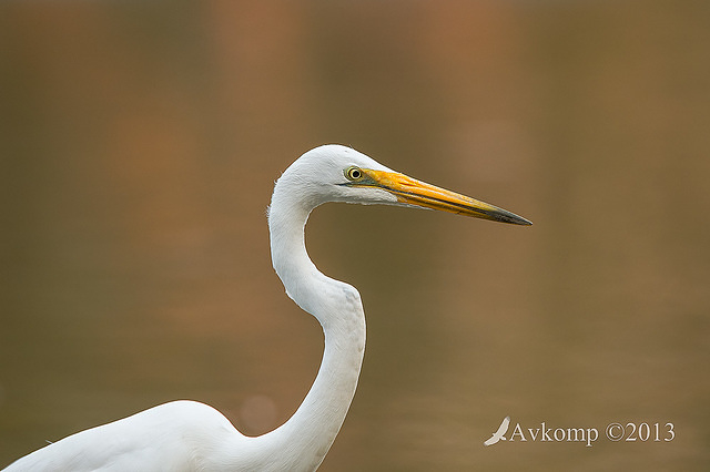 great egret 9642