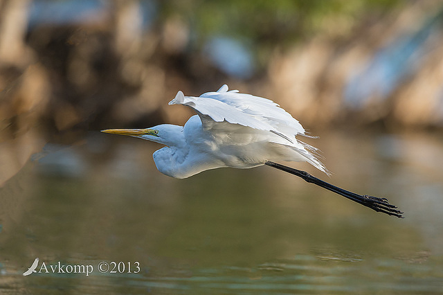 great egret 9895