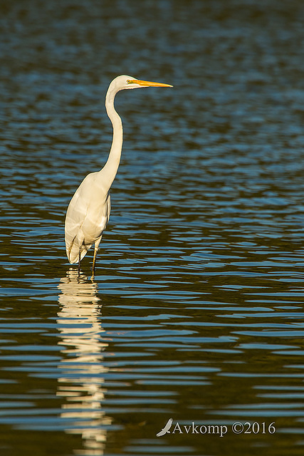 great egret 9956