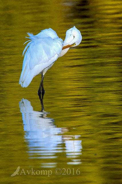 great egret 9991