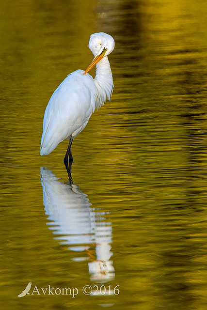 great egret 9993