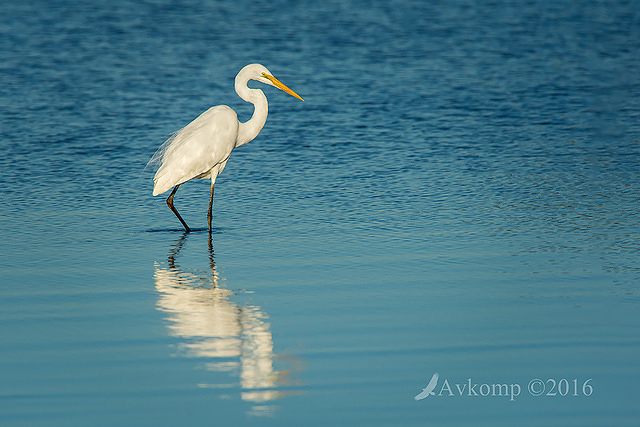 great egret10796