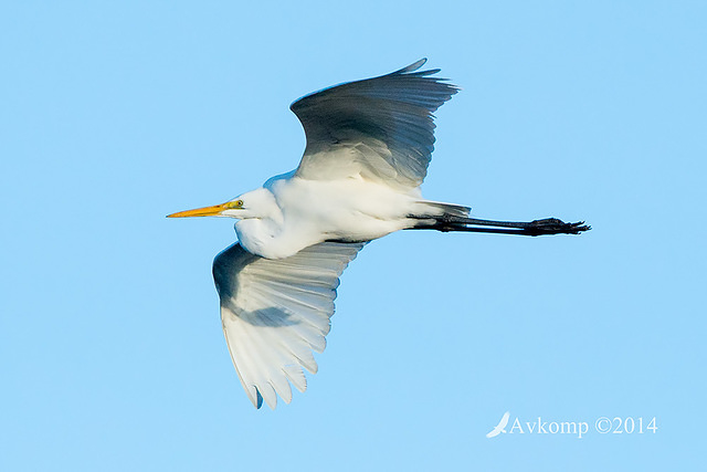 great egret16044