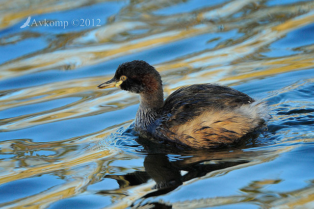 grebe 2408