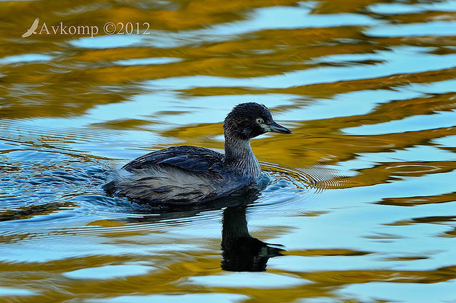 grebe 2415