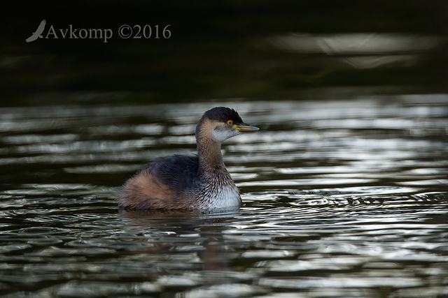 grebe 7957