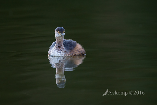 grebe 7984