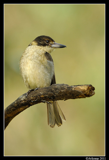 grey butcherbird 0277