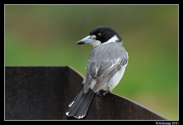 grey butcherbird 0322