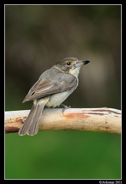 grey butcherbird 0362