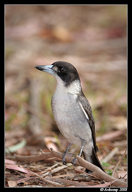 grey butcherbird2033