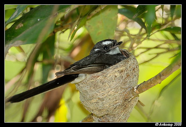 grey fantail 2582