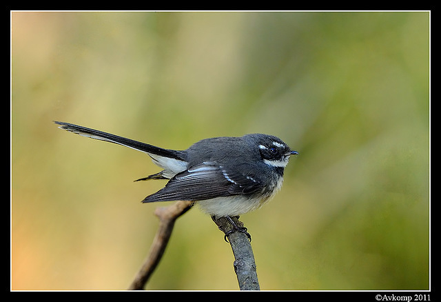 grey fantail 0370