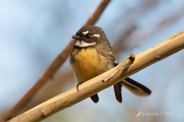 grey fantail 0882