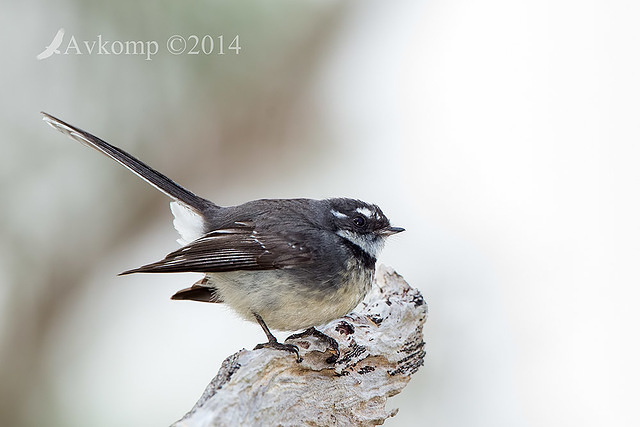 grey fantail 16970