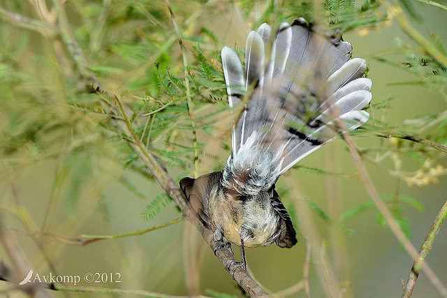 grey fantail 3499