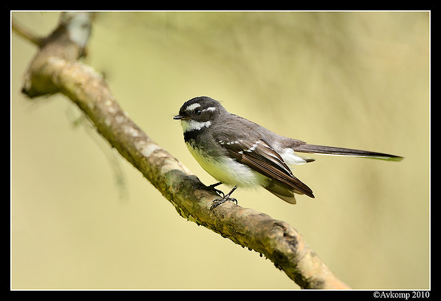 grey fantail 3936