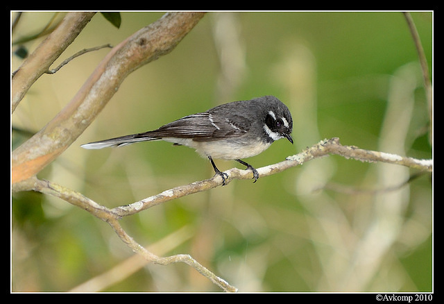 grey fantail 3944