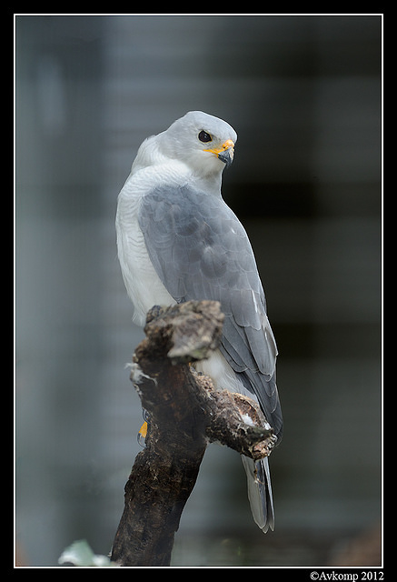 grey goshawk 1669