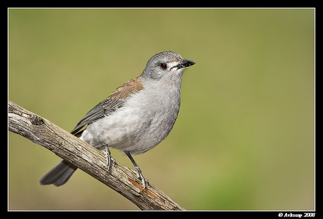 grey shrike thrush 1958a