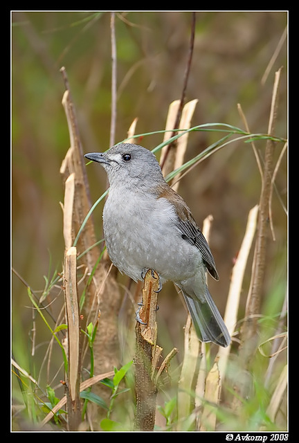 grey shrike thrush 1960