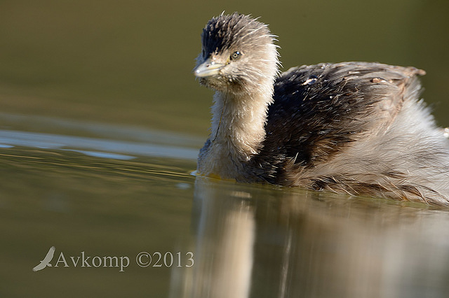 hoary headed grebe 7932