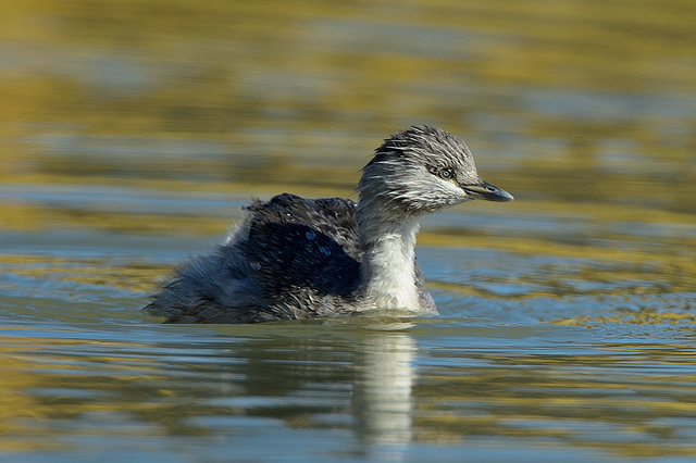 hoary headed grebe 7942