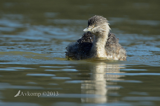 hoary headed grebe 7946