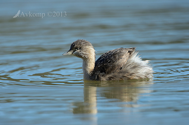 hoary headed grebe 7953