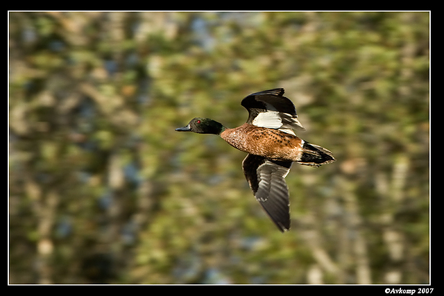 homebush chestnut teal 1