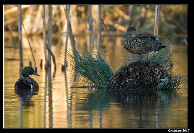 homebush chestnut teal 3