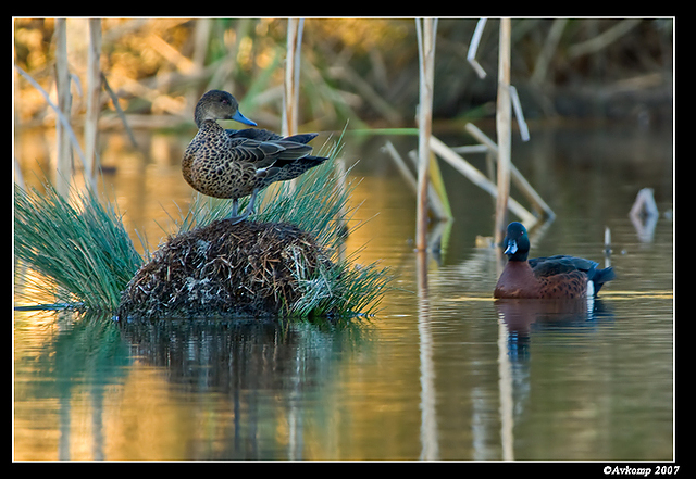 homebush chestnut teal 4