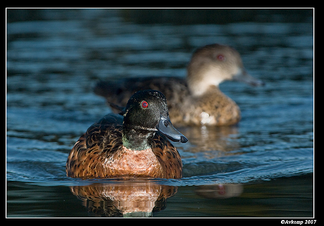 homebush chestnut teal 5