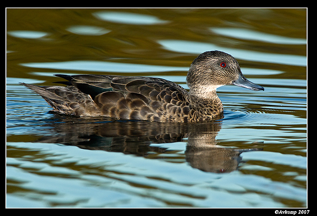 homebush chestnut teal 6