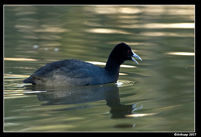 homebush coot