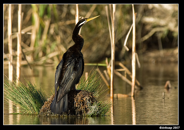 homebush darter 1