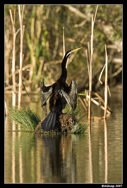 homebush darter 2