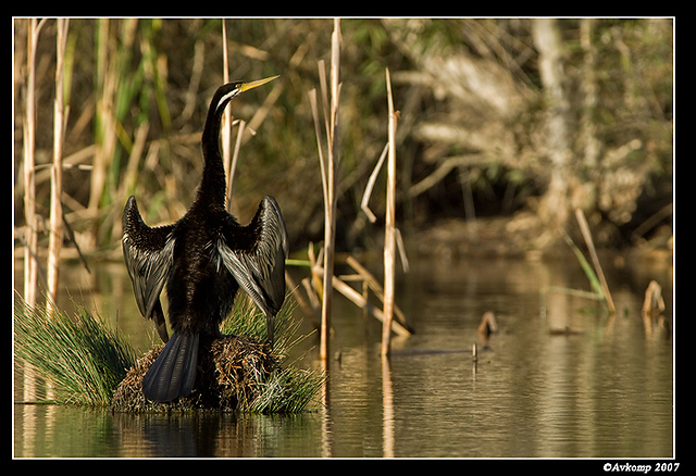 homebush darter 3