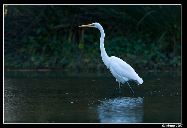 homebush friday great egret 3