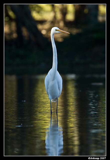 homebush friday great egret 4