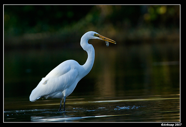 homebush friday great egret 6