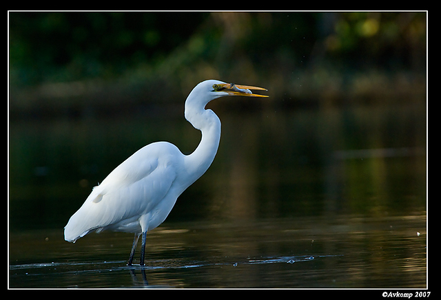 homebush friday great egret 7